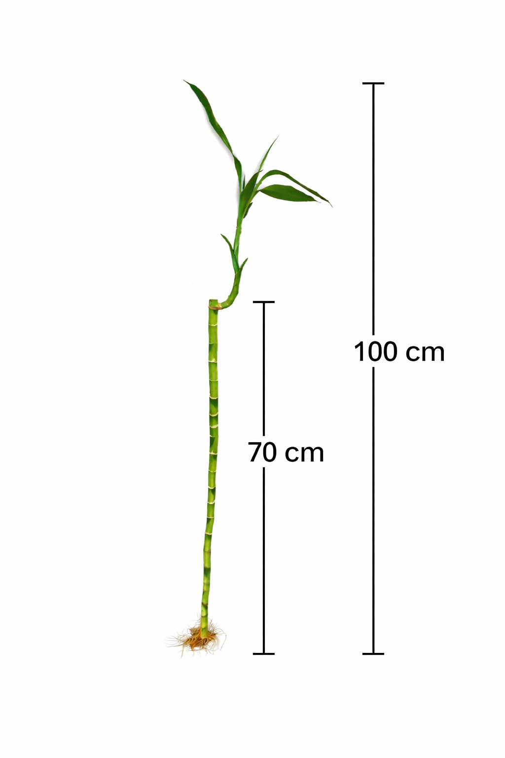 Lucky Bamboo Stalk - Tabletop Indoor Plant - نبتة بامبو
