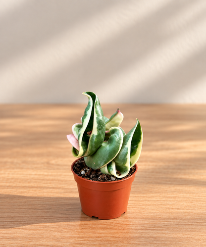Hoya Carnosa Compacta Variegata – Indoor House Plant | نبات داخلي