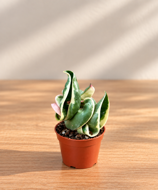 Hoya Carnosa Compacta Variegata – Indoor House Plant | نبات داخلي