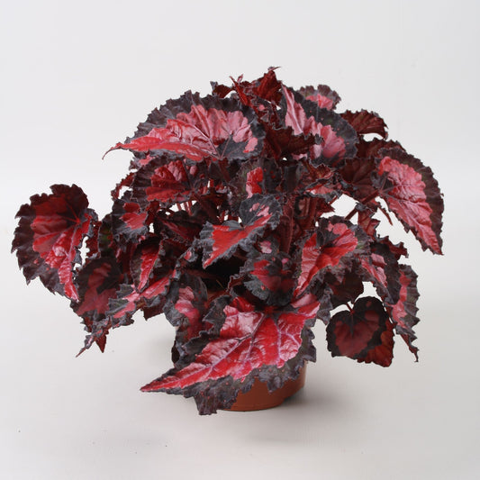 Begonia Inca Night - Indoor House Plant - نبات داخلي