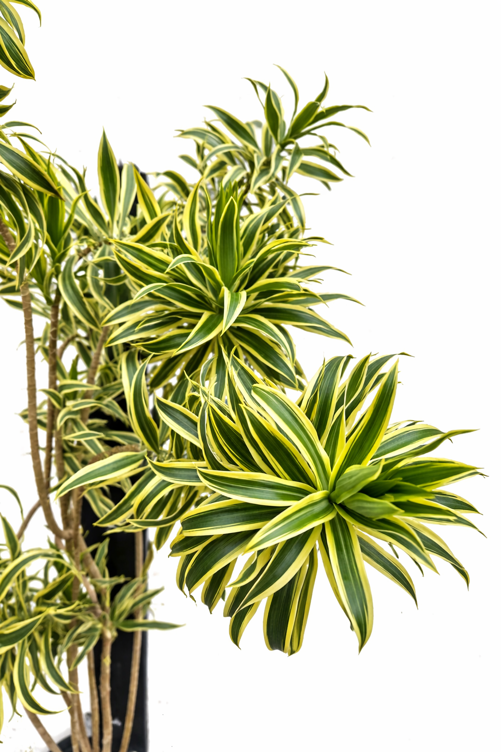 Dracaena Reflexa Song of India – Indoor House Plant | نبات داخلي – دراسينا