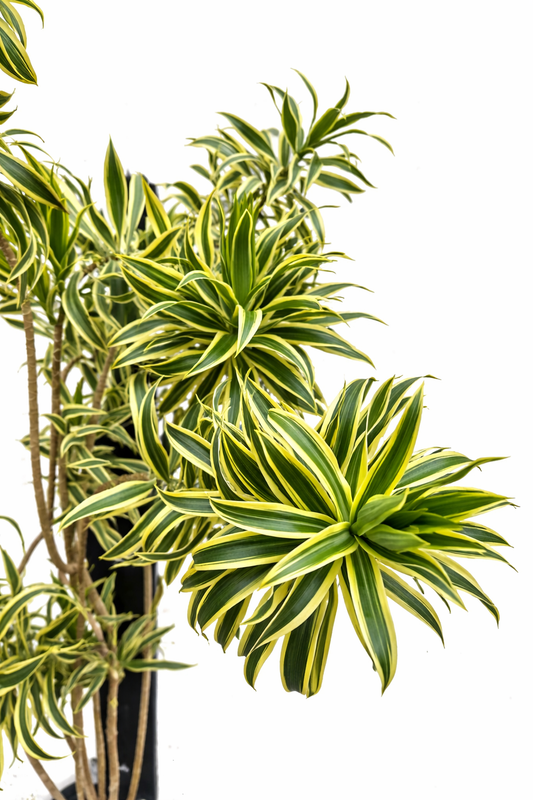 dracaena cintho indoor Dracaena Cintho - Indoor House Plant