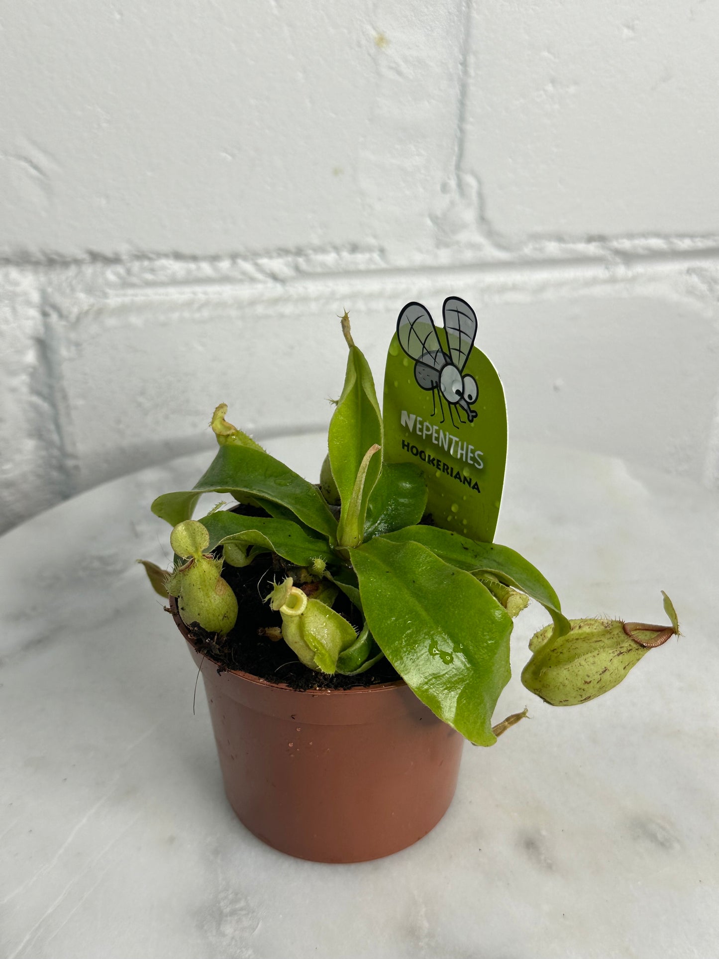 Carnivorous Plant - Insect Eating Plant - Indoor Plant