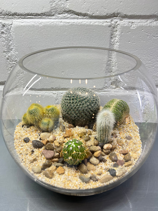 Cactus Terrarium #7