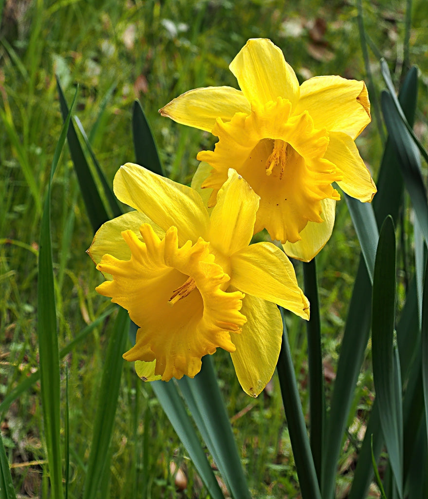 Narcissus California - Flower Bulb - نرجس كاليفورنيا
