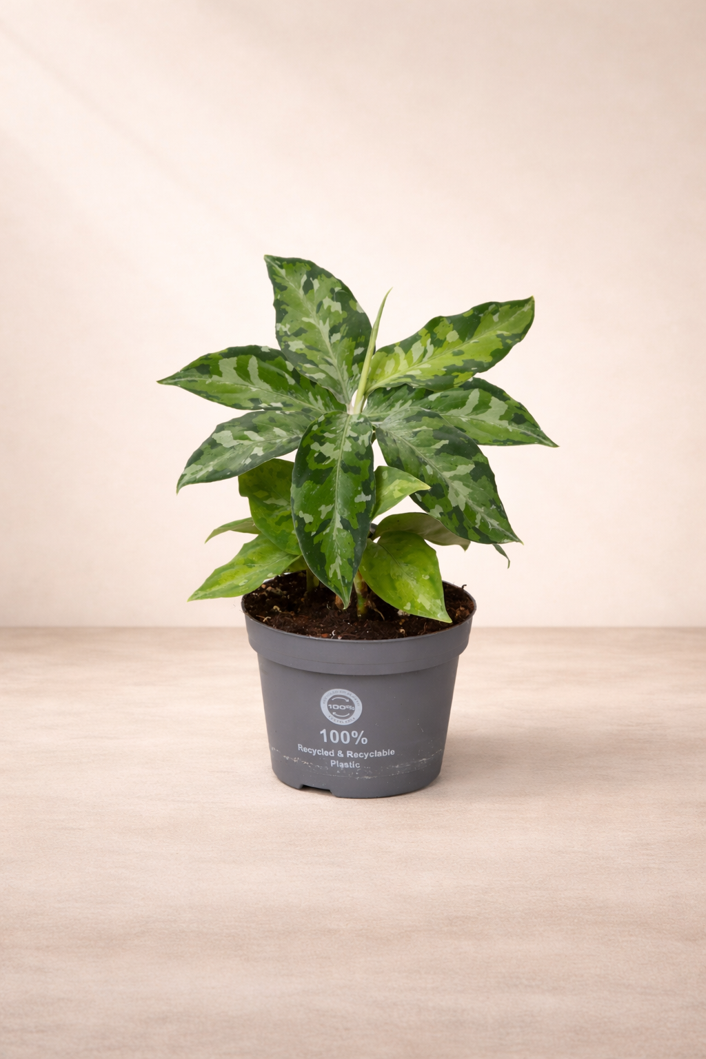 Aglaonema Pictum ...