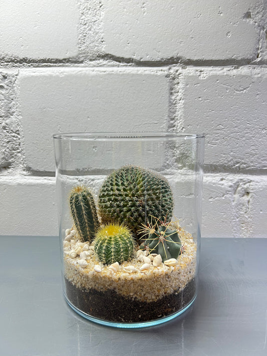Cactus Terrarium #6