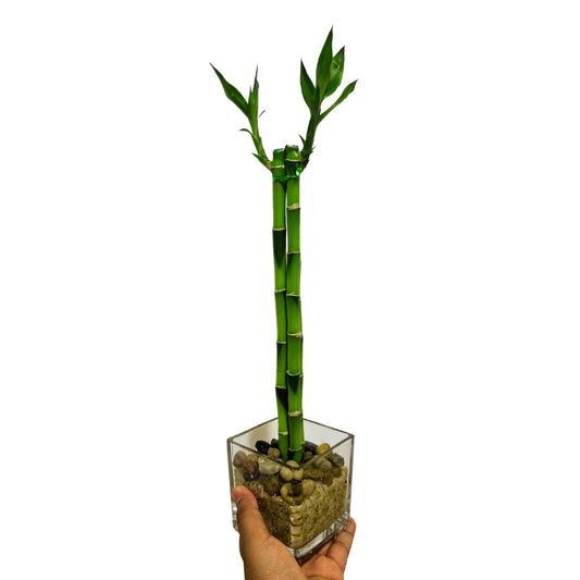Lucky Bamboo in Square Glass Vase