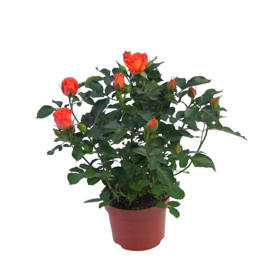 Rose Plant -  Rosa Flowering - Indoor House Plant