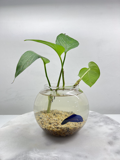 Blue Betta - Glass Bowl with a Plant