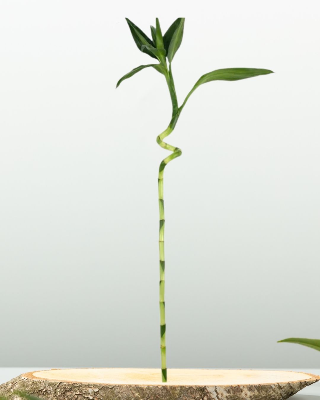 Spiral Lucky Bamboo - نبتة بامبو