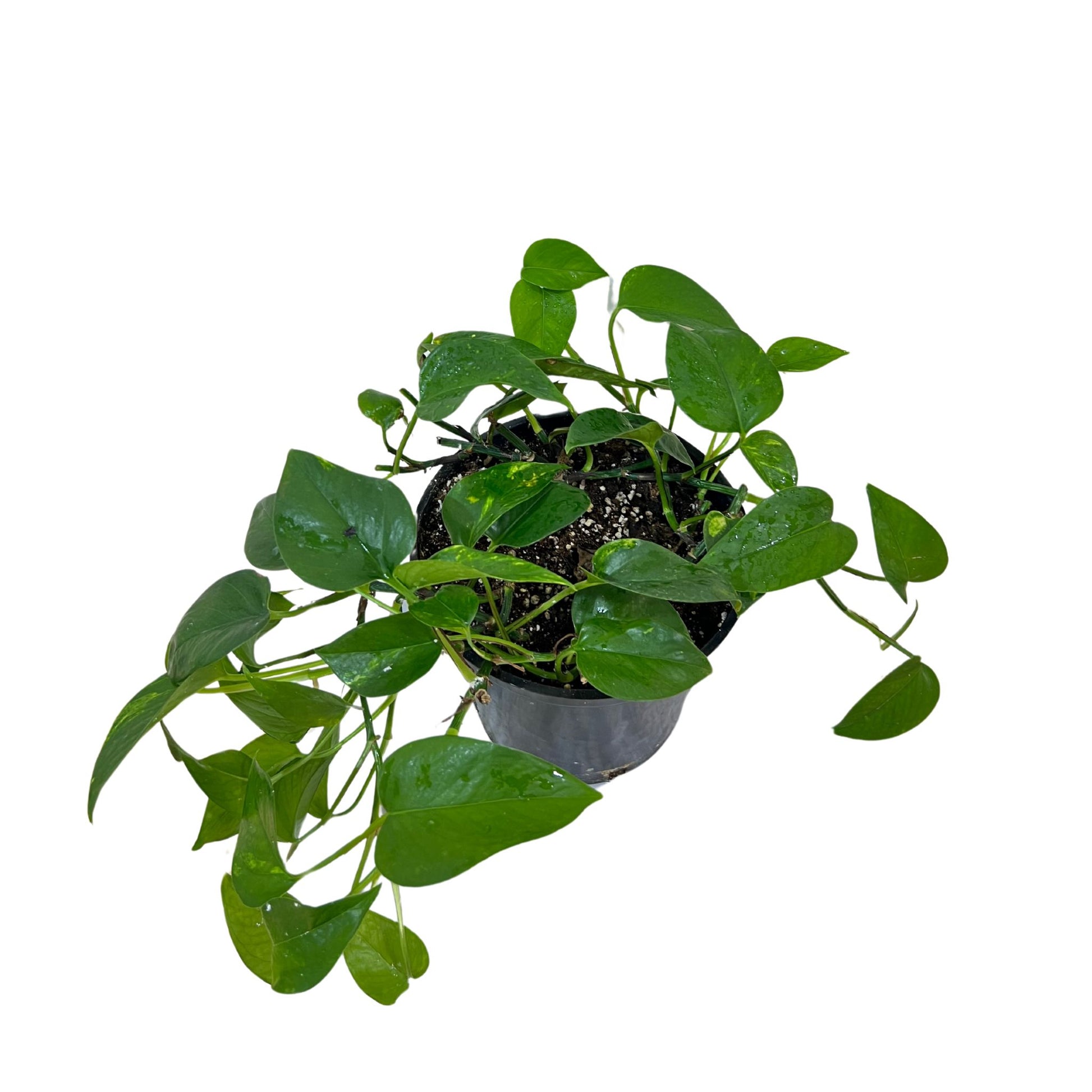 Golden Pothos (Money Plant) - Indoor Plant