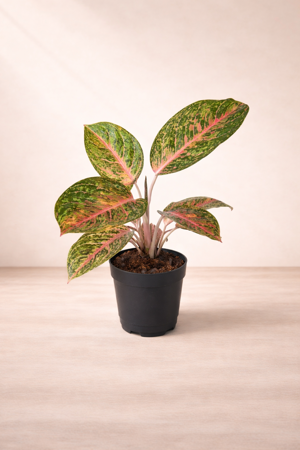 Aglaonema Spring ...