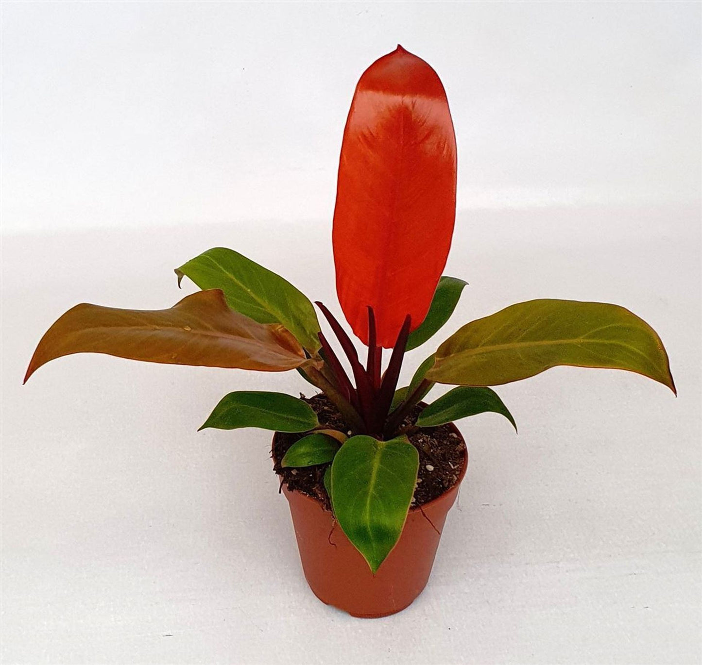 Philodendron Prince Of Orange - Rare Plant - Indoor Plant - نبات داخلي