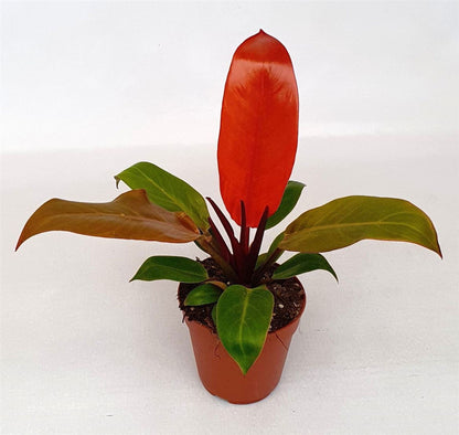 Philodendron Prince Of Orange - Rare Plant - Indoor Plant - نبات داخلي