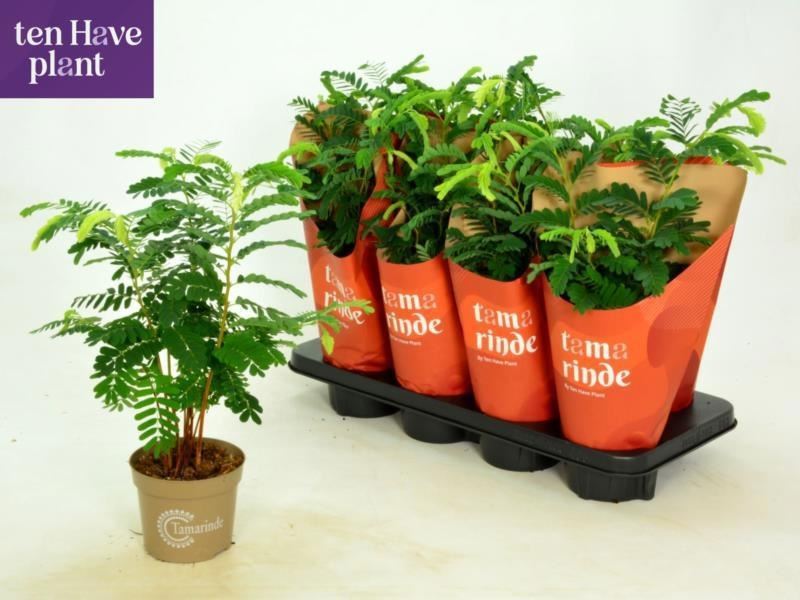 Tamarindus Indica Plant - نبتة التمر الهندي