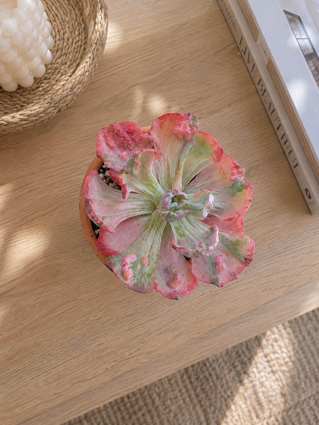 Echeveria Raindro...