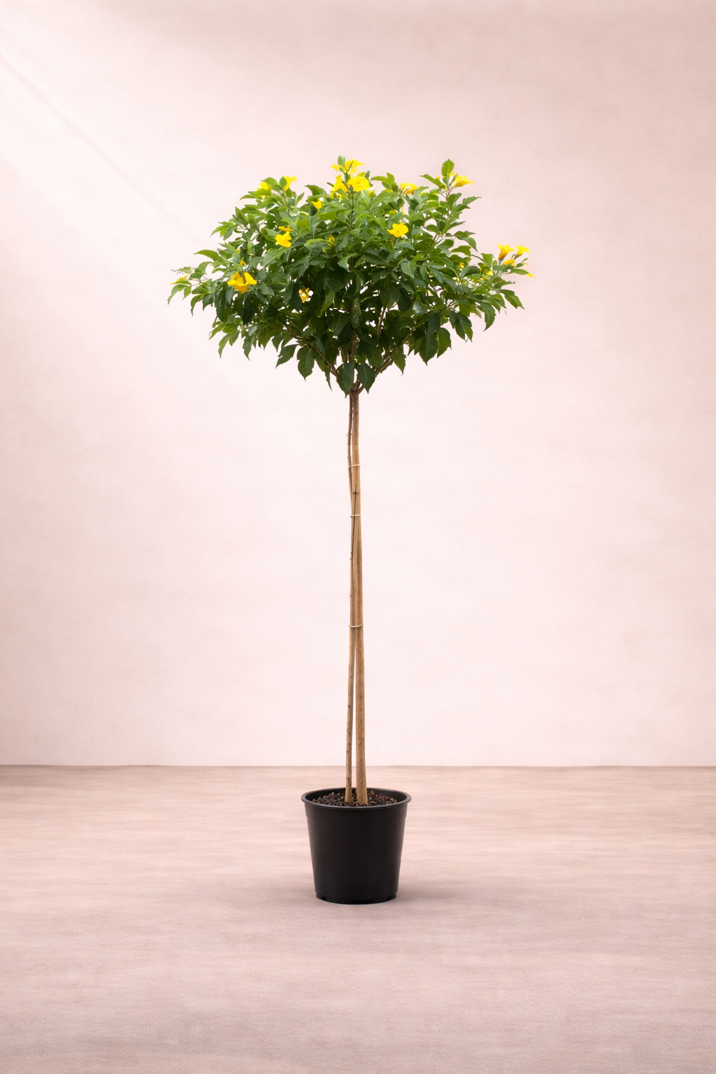 Tecoma stans (Yellow Bells / Yellow Trumpet Tree) - شجرة التيكوما الصفراء