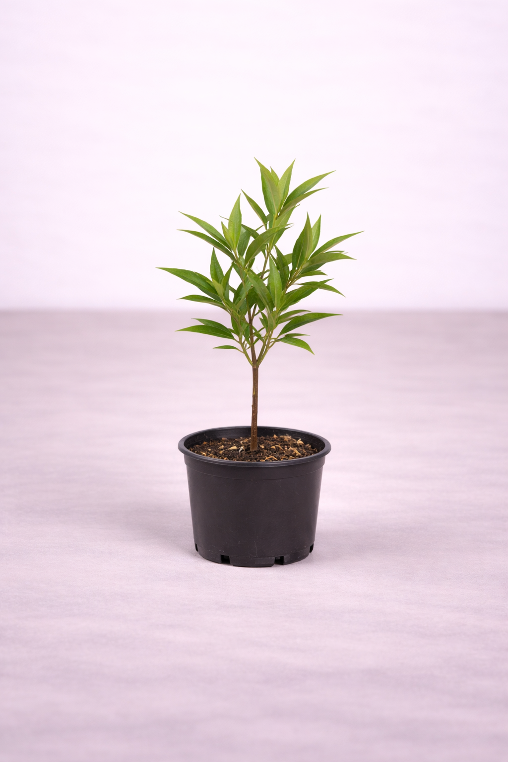 Conocarpus Plant – نبات كونكاربس