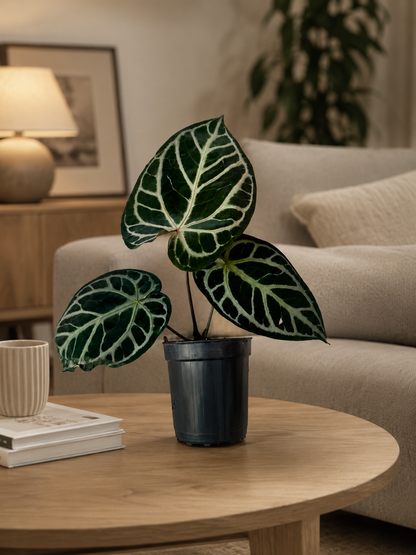 Anthurium Red Crystallinum Hybrid - Rare Indoor Plant - نبات داخلي
