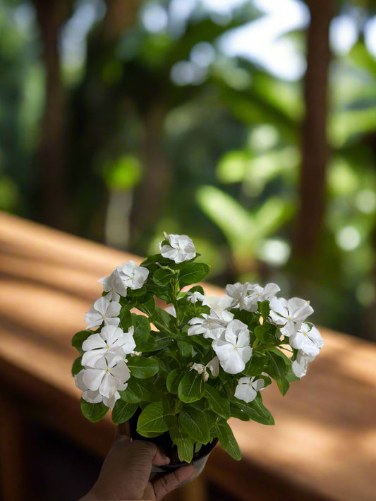 Vinca Plant – Seasonal Flower Plant