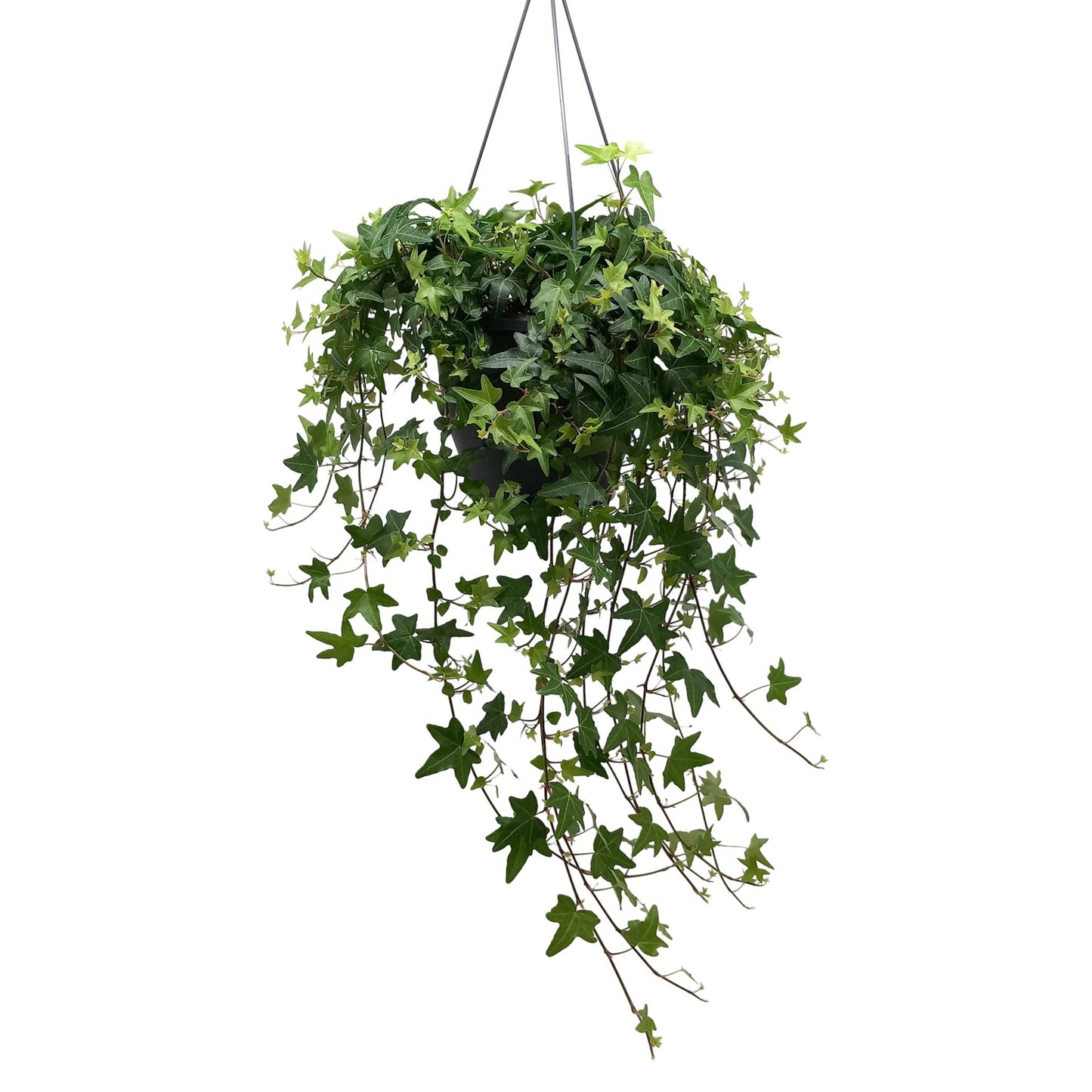 Hedera Helix Green - English Invy - Hanging Indoor House Plant - نبات داخلي