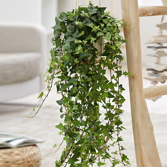 English Ivy (Hedera Helix) with trailing vines and vibrant green leaves, displayed in a stylish hanging basket indoors.