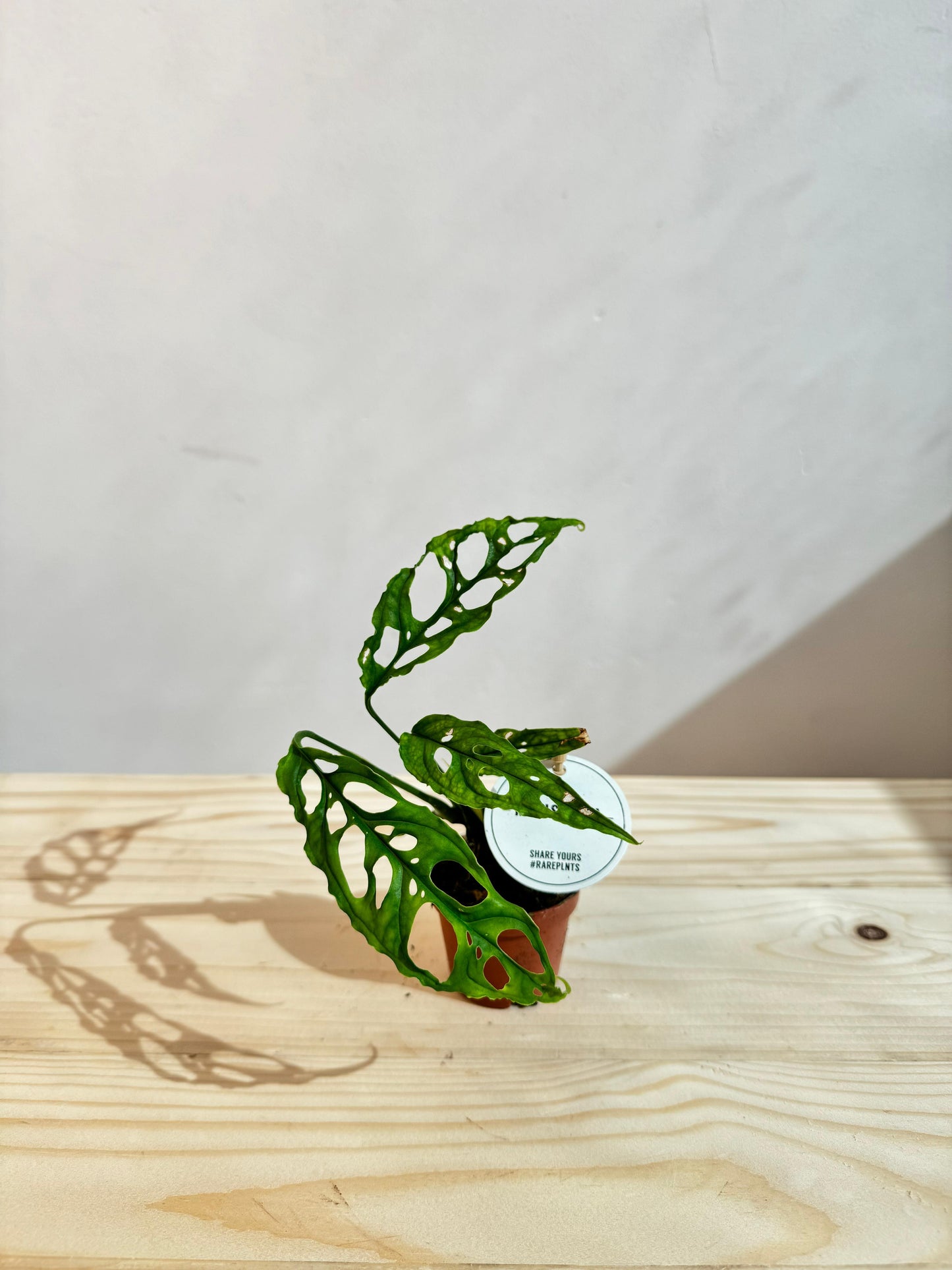 Monstera Obliqua - Rare Indoor House Plant - نبات داخلي