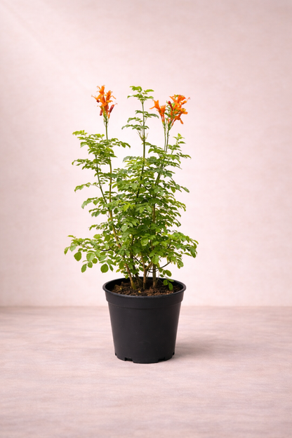 Tecomaria capensis – تيكوماريا (زهرة البوق)