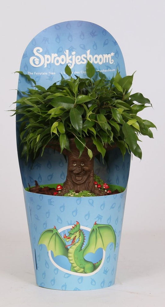 Ficus Benjamina 'Green Kinky' with small, glossy green leaves in a stylish pot, displayed in a cozy indoor setting.