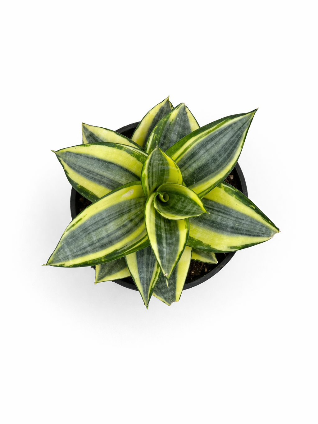Sansevieria Hani ...