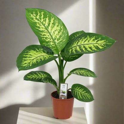 Dieffenbachia Tropic Snow - Dumb Cane