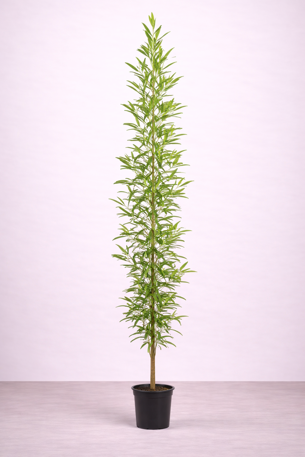 Conocarpus Plant – نبات كونكاربس