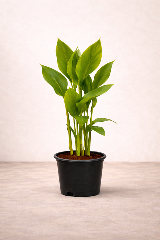 Canna Plant - نبات كنّا