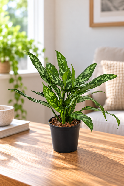 Aglaonema Maria - Indoor House Plant - نبات داخلي