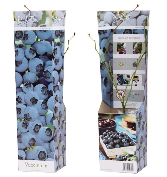 Blueberry Plant - Vaccinium corymbosum Blue - نبات التوت