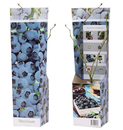 Blueberry Plant - Vaccinium corymbosum Blue - نبات التوت