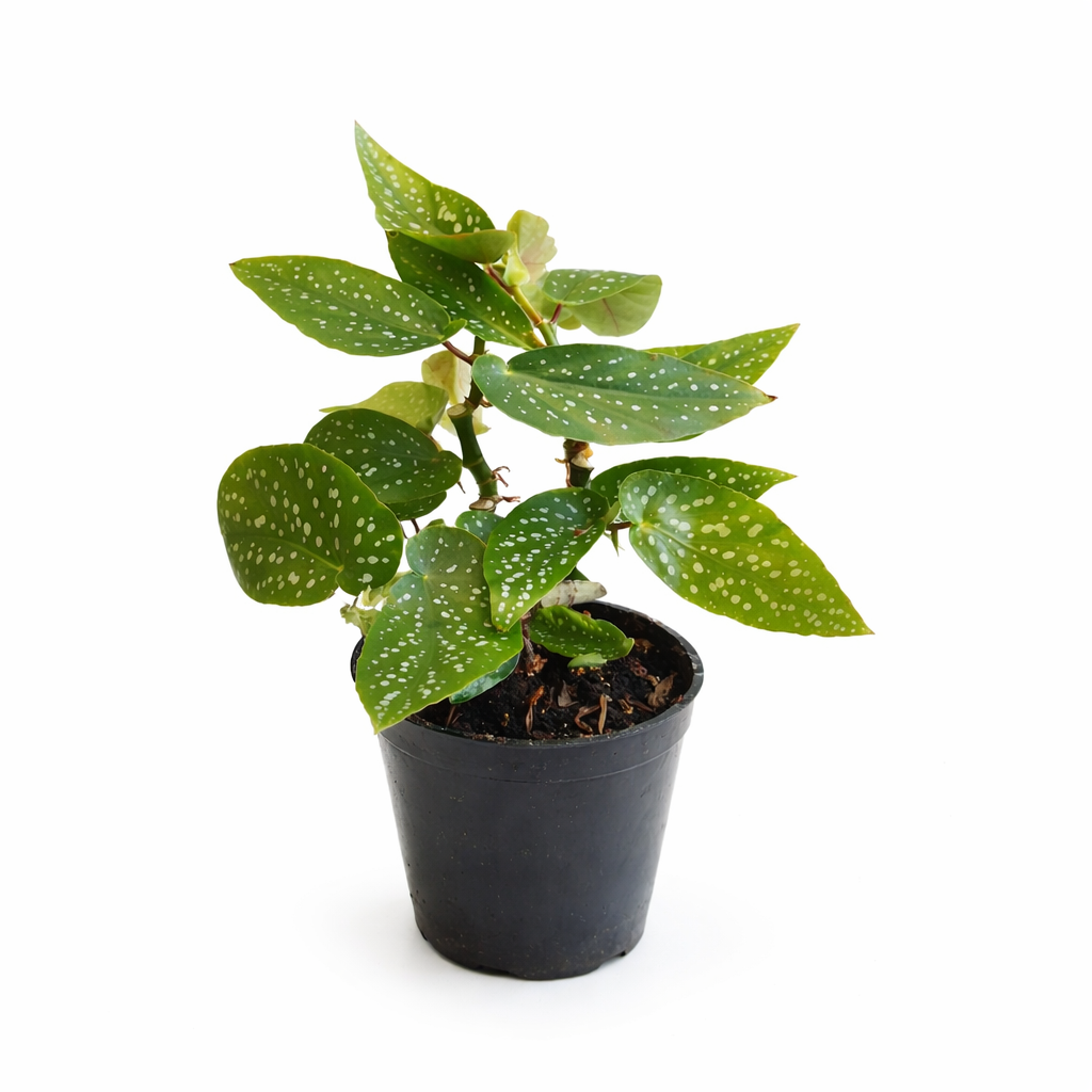 Begonia Maculata – Polka Dot Begonia - نبتة داخلية