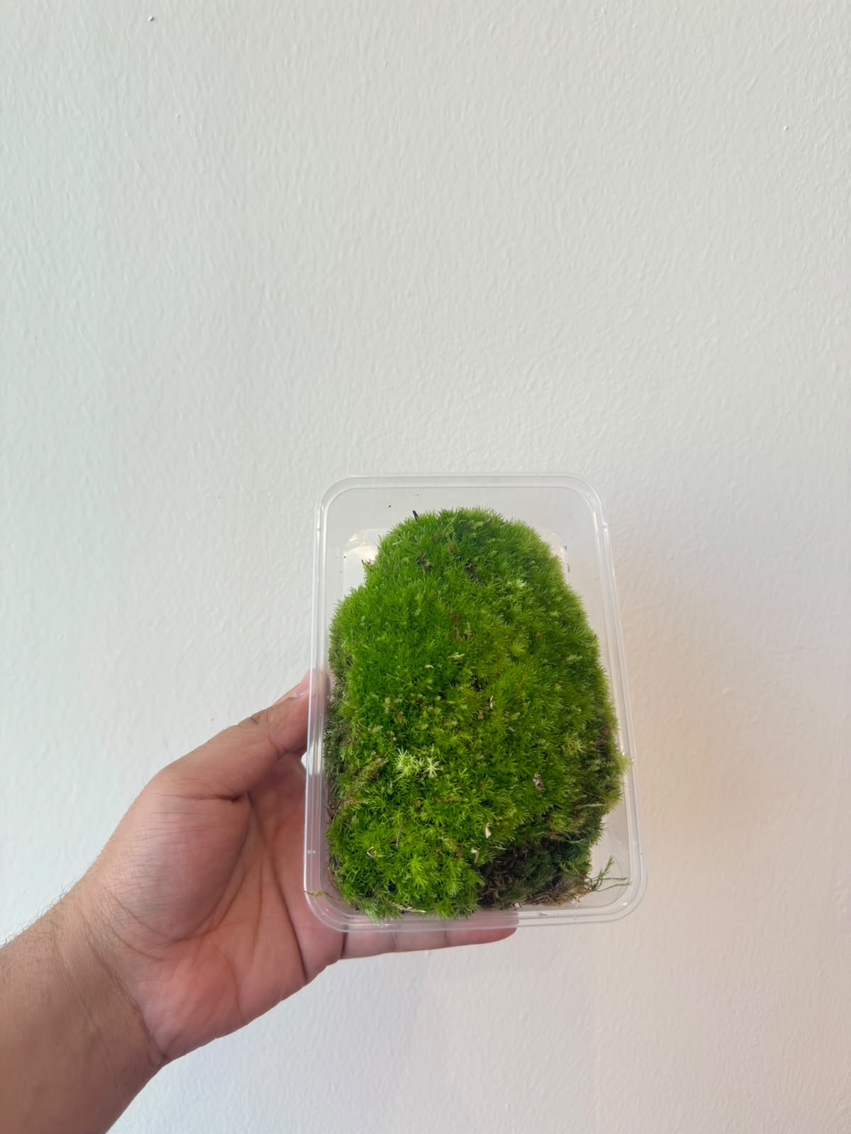 Live Cushion Moss for Terrarium