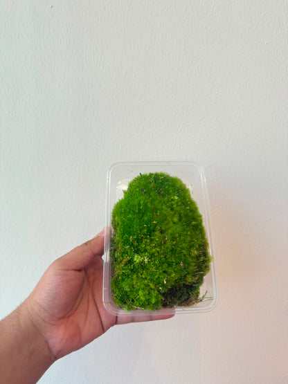 Live Cushion Moss for Terrarium