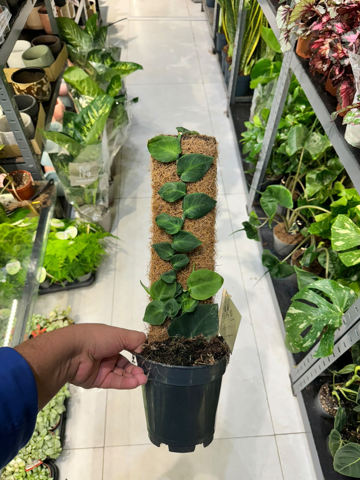 Monstera Plant Mix on Moss Pole - Indoor House Plant - نبات داخلي