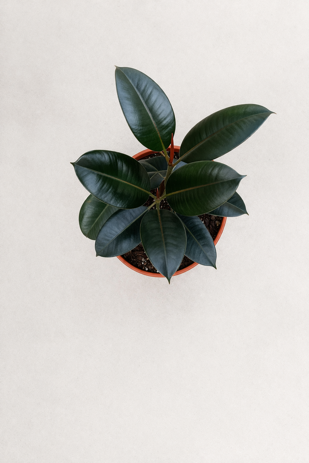 Ficus Elastica - ...