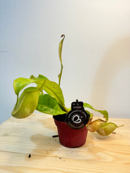 Nepenthes Plant - Carnivorous Plant - Insect Eating Plant - Indoor Plant