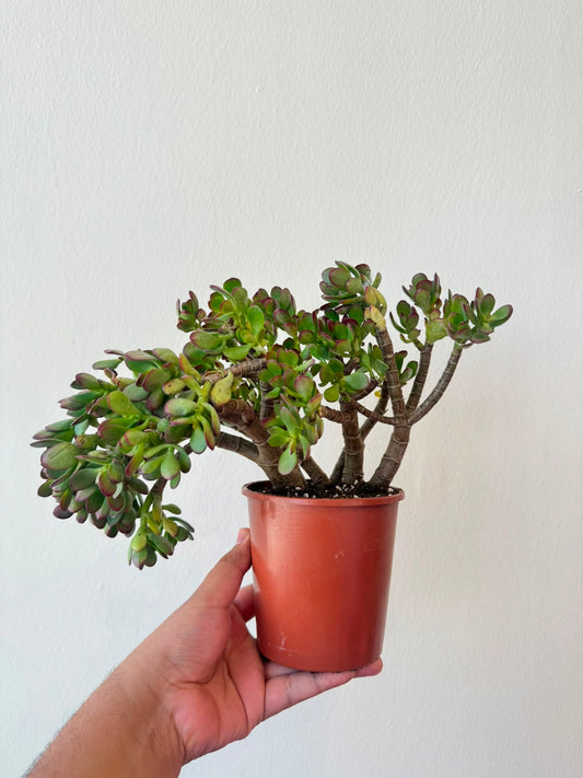 Crassula Obliqua 'Gollum' - Succulent Plant - Indoor House Plant