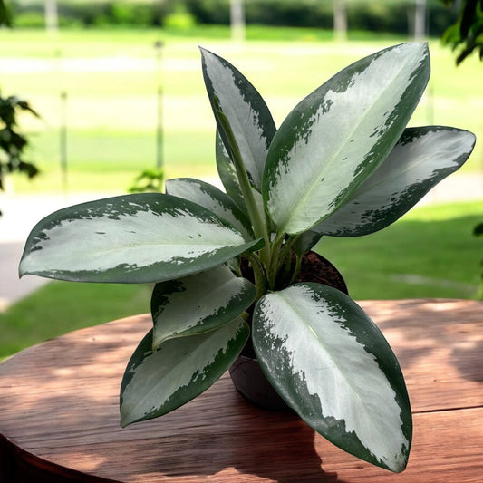 Aglaonema Silver Blue - Indoor House Plant - نباتات منزلية داخلية