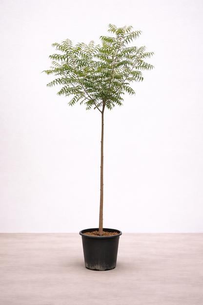 neem plant indoor Neem Tree - Azadirachta Indica