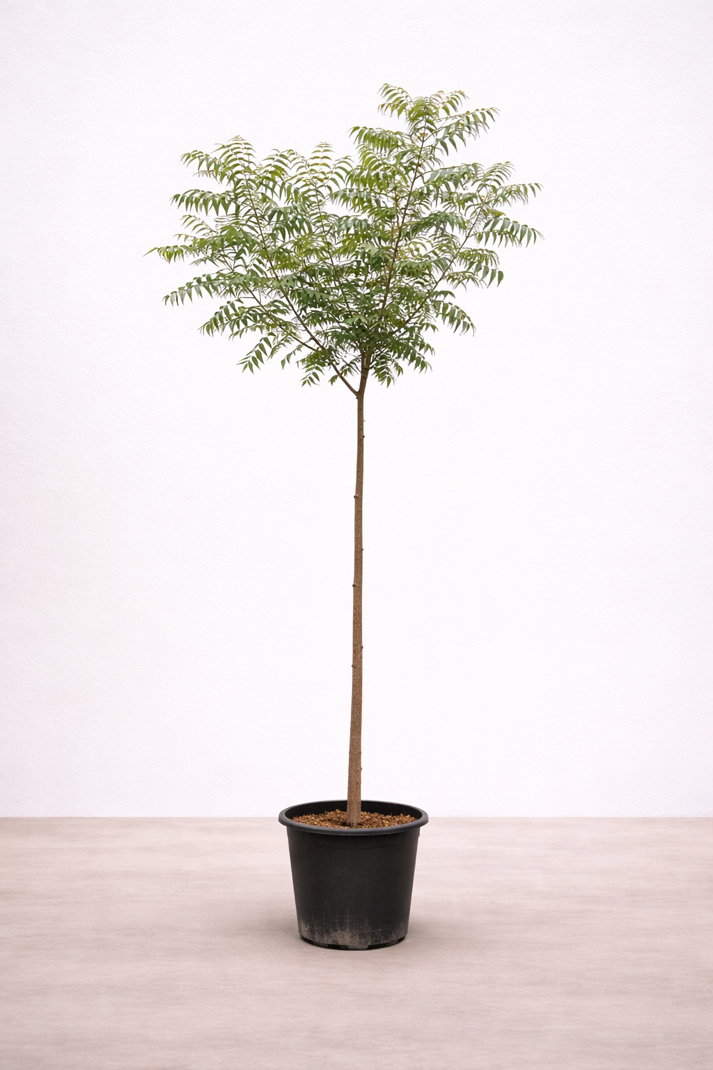 Neem Tree - Azadirachta Indica - شجرة النيم