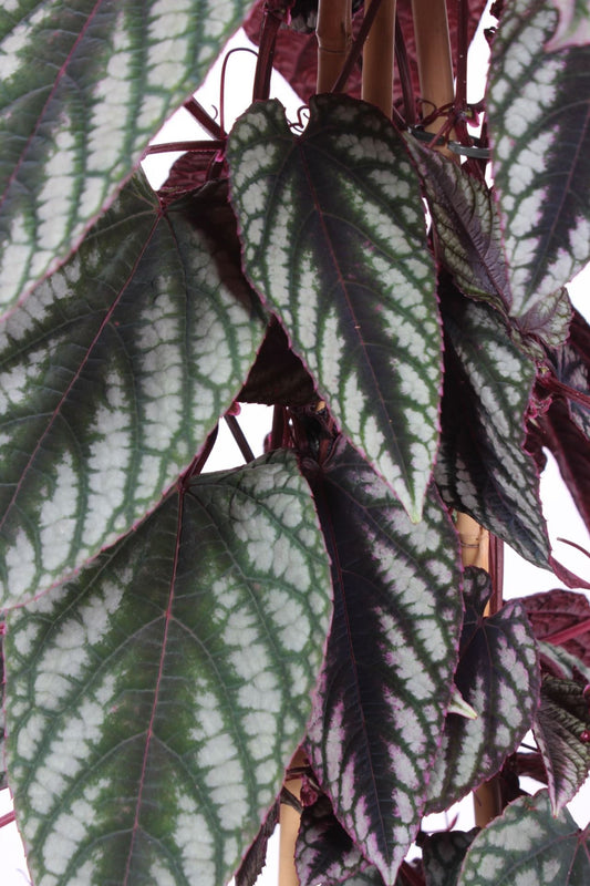 Cissus Discolor - Indoor Plant