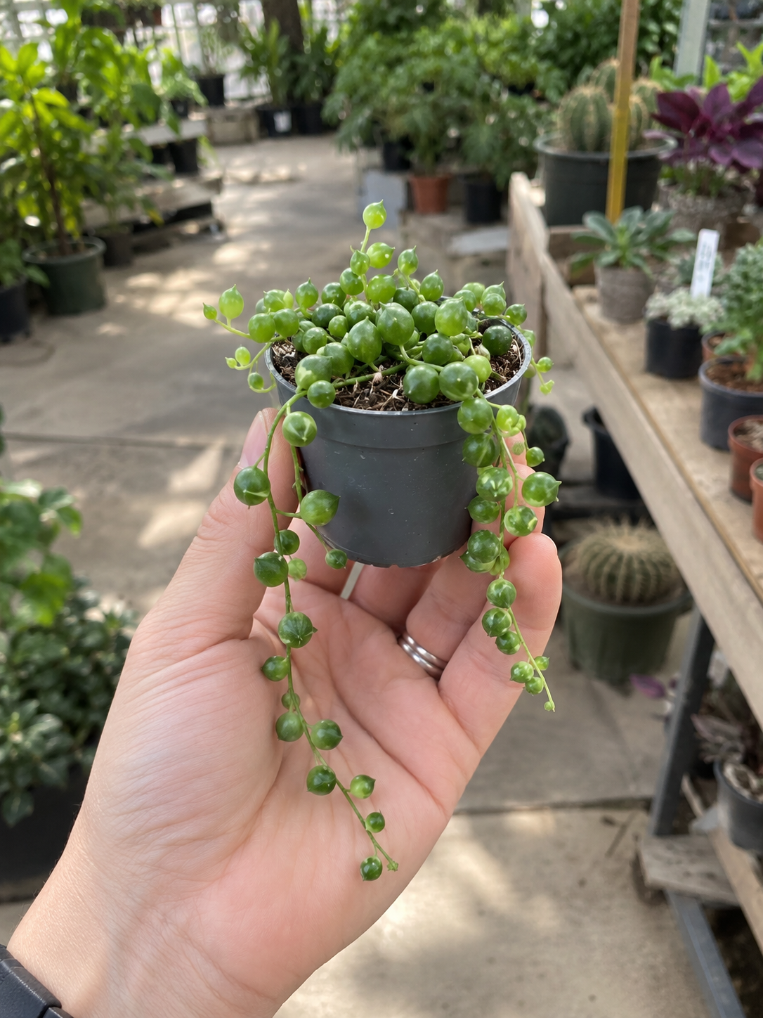 Senecio Rowleyanu...