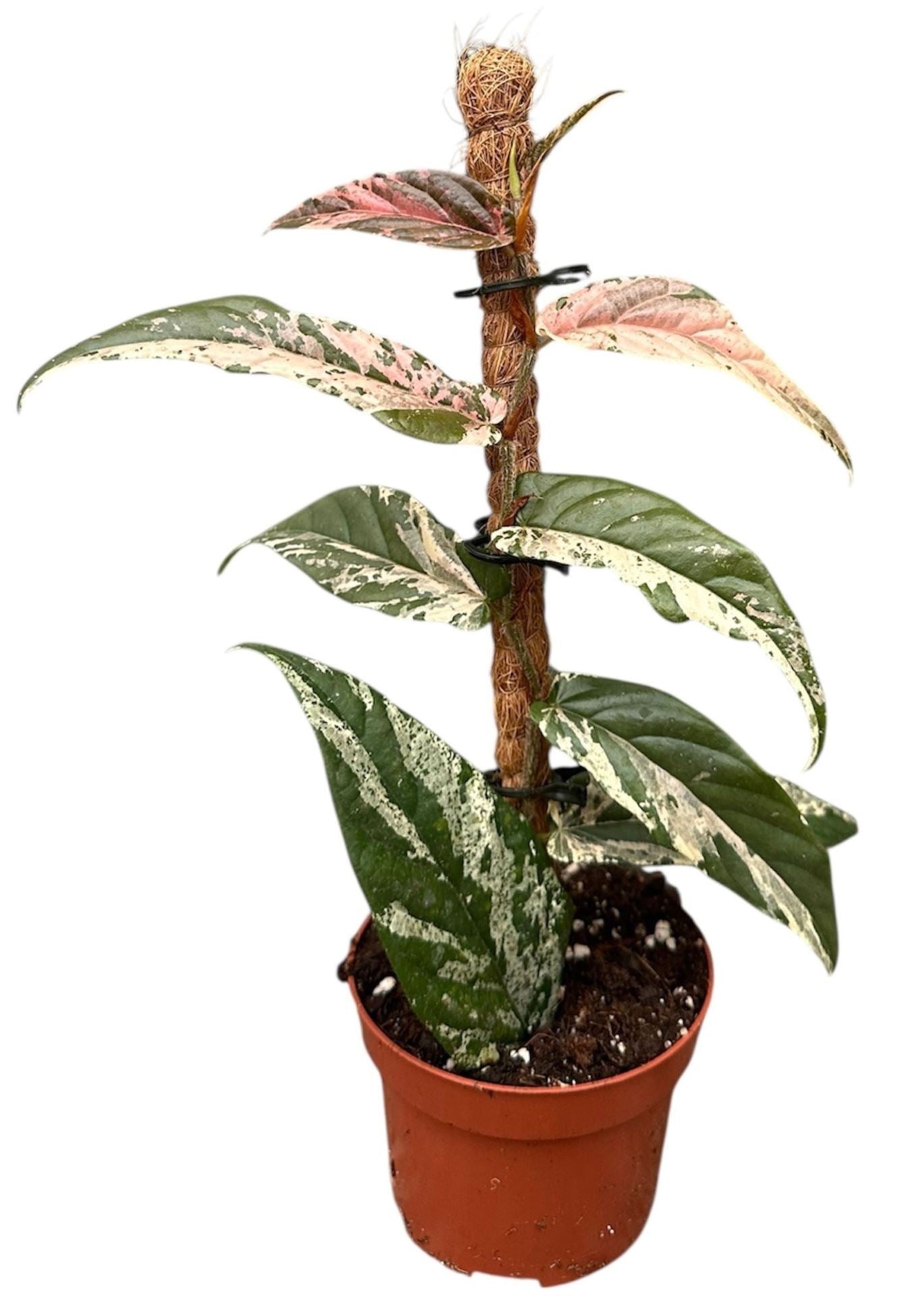 Ficus Sagittata Variegata Pink - Rare Indoor House Plant - نبات داخلي